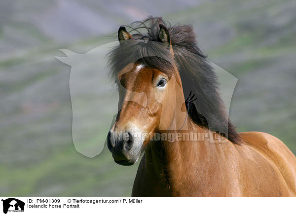 Islandpony Portrait / Icelandic horse Portrait / PM-01309