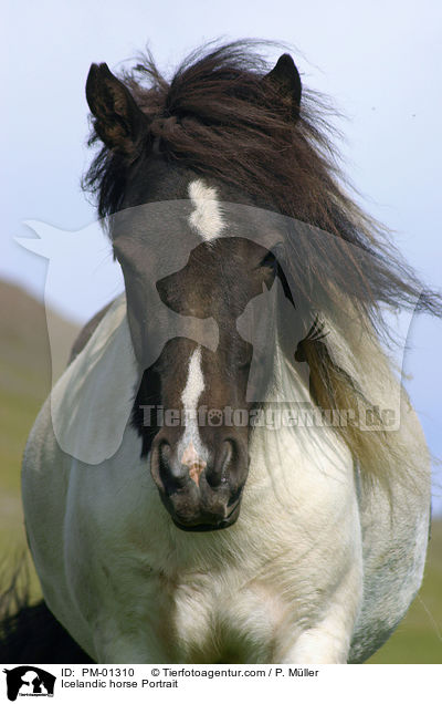 Islandpony Portrait / Icelandic horse Portrait / PM-01310