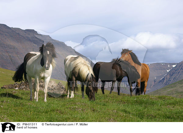 Herde Islnder / herd of horses / PM-01311