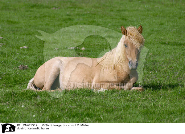 ruhendes Islandpony / dozing Icelandic horse / PM-01312