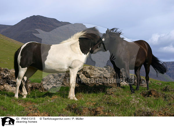 Islandpferde bei der Fellpflege / cleaning horses / PM-01315