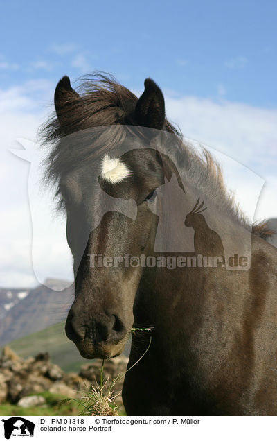 Islandpony Portrait / Icelandic horse Portrait / PM-01318