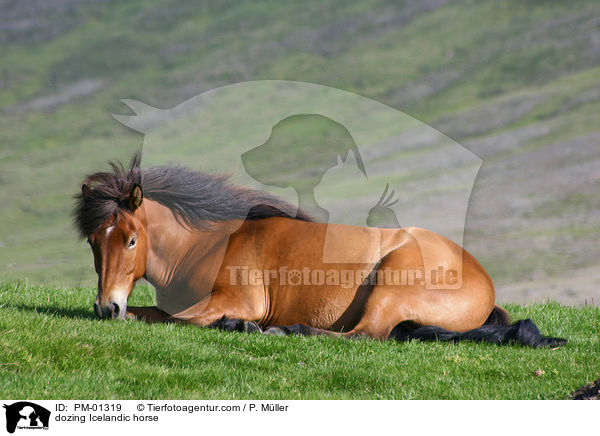 ruhendes Islandpony / dozing Icelandic horse / PM-01319