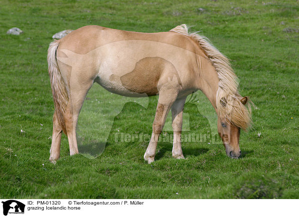 grasendes Islandpferd / grazing Icelandic horse / PM-01320