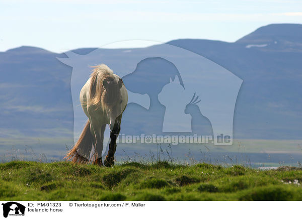 Islandpferd / Icelandic horse / PM-01323