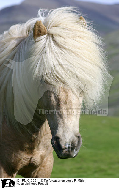 Islandpony Portrait / Icelandic horse Portrait / PM-01325