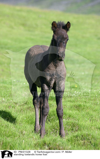 stehendes Islandpferd / standing Icelandic horse foal / PM-01328