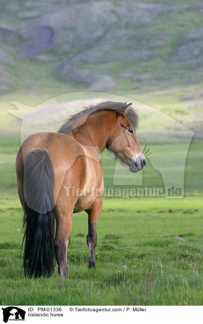 Islandpferd / Icelandic horse / PM-01336