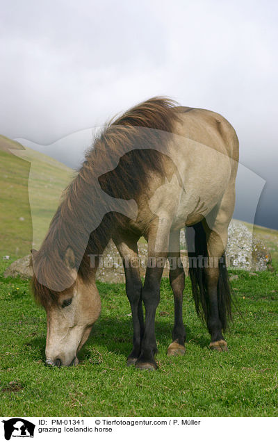 grasendes Islandpferd / grazing Icelandic horse / PM-01341