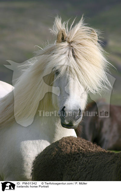 Islandpony Portrait / Icelandic horse Portrait / PM-01342