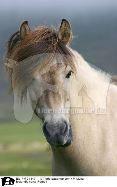 Islandpony Portrait / Icelandic horse Portrait / PM-01347