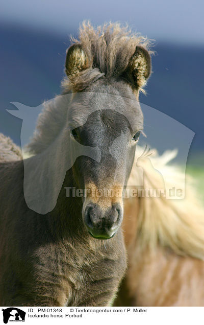 Islandpony Portrait / Icelandic horse Portrait / PM-01348