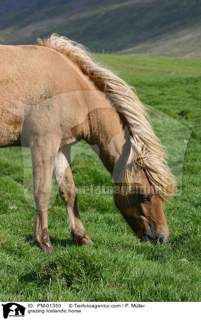 grasendes Islandpferd / grazing Icelandic horse / PM-01350
