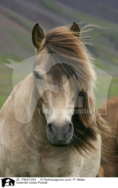 Islandpony Portrait / Icelandic horse Portrait / PM-01354