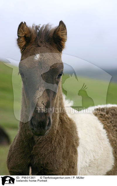 Islandpony Portrait / Icelandic horse Portrait / PM-01361