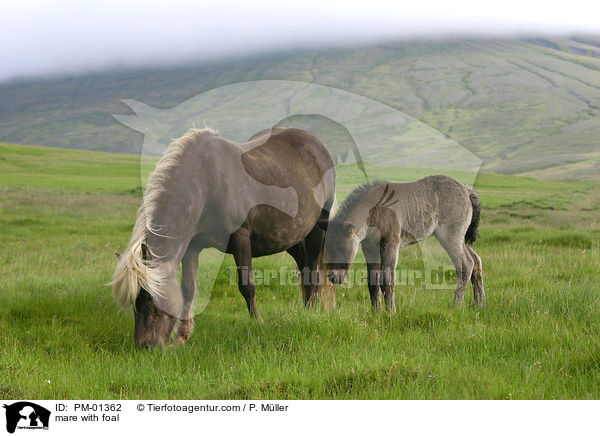 Stute mit Fohlen / mare with foal / PM-01362