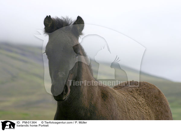Islandpony Portrait / Icelandic horse Portrait / PM-01364