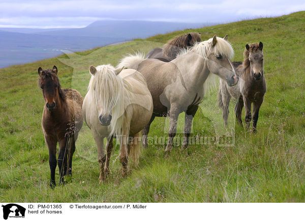 Herde Islnder / herd of horses / PM-01365