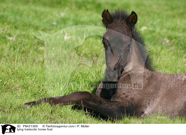 liegendes Islandpony Fohlen / lying Icelandic horse foal / PM-01369