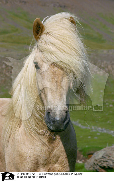 Islandpony Portrait / Icelandic horse Portrait / PM-01372