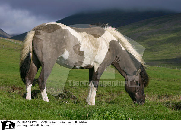 grasendes Islandpferd / grazing Icelandic horse / PM-01373