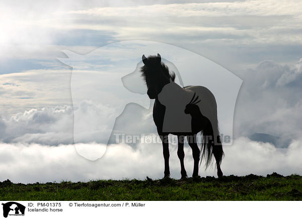Islandpferd / Icelandic horse / PM-01375