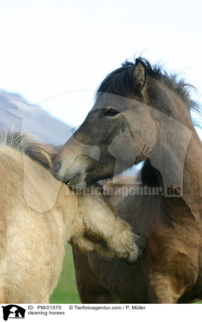 sich putzende Pferde / cleaning horses / PM-01570