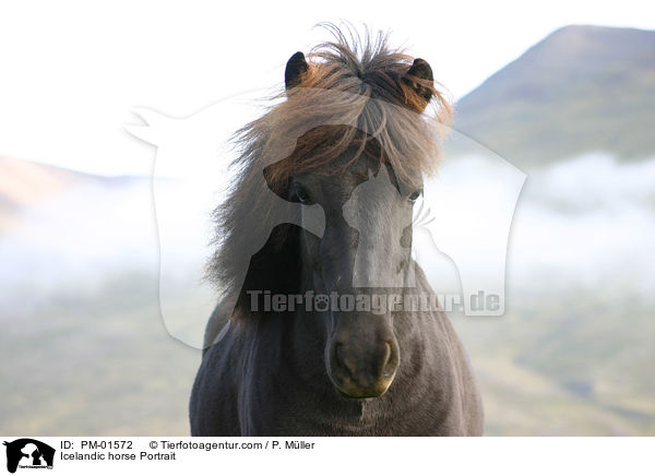 Islandpony Portrait / Icelandic horse Portrait / PM-01572