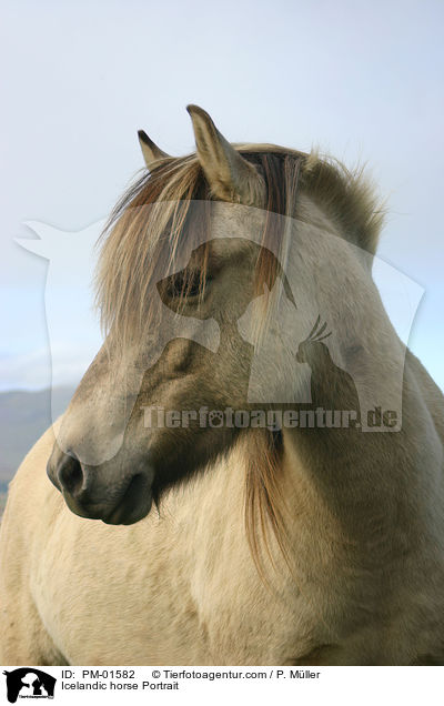 Islnder Portrait / Icelandic horse Portrait / PM-01582