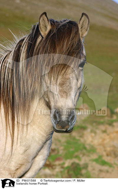 Islnder Portrait / Icelandic horse Portrait / PM-01588