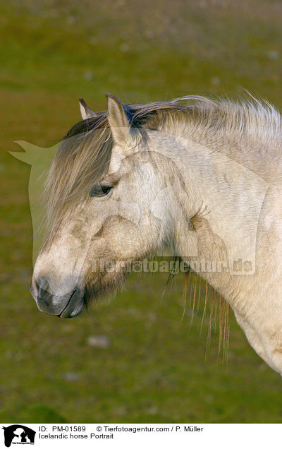 Islnder Portrait / Icelandic horse Portrait / PM-01589