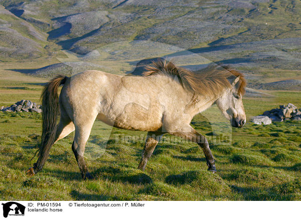 Islnder / Icelandic horse / PM-01594