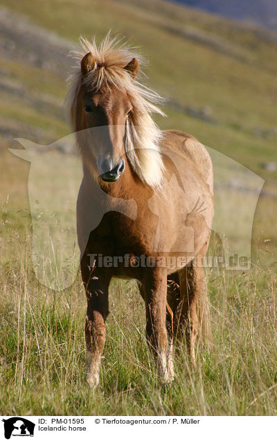 Islnder / Icelandic horse / PM-01595
