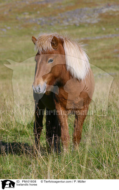 Islandpony / Icelandic horse / PM-01608