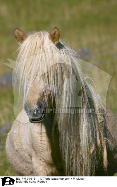 Islandpony Portrait / Icelandic horse Portrait / PM-01615