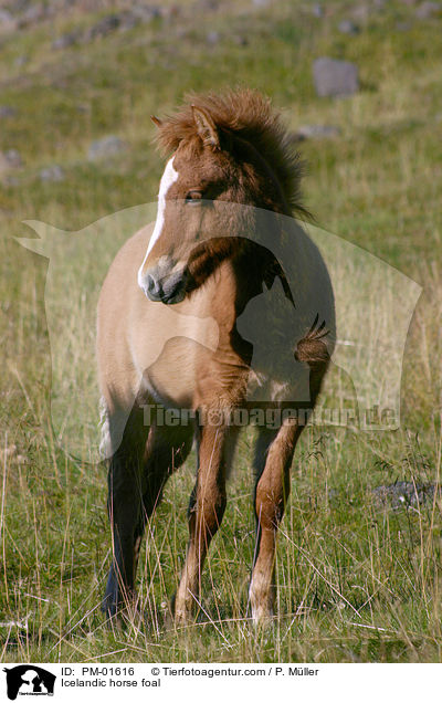 Islnder Fohlen / Icelandic horse foal / PM-01616