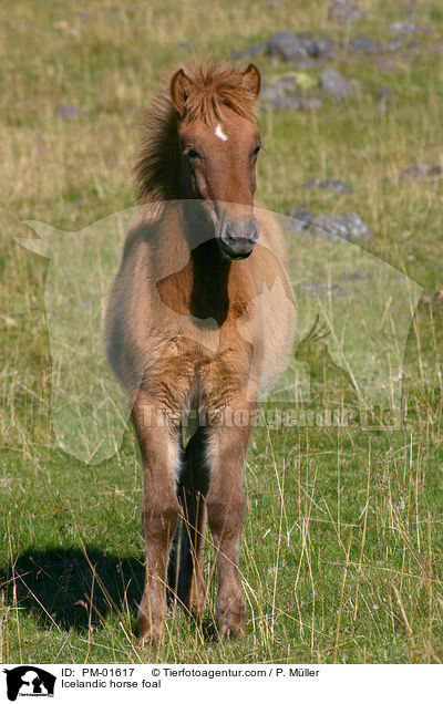 Islnder Fohlen / Icelandic horse foal / PM-01617