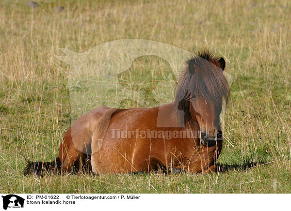 brauner Islnder / brown Icelandic horse / PM-01622