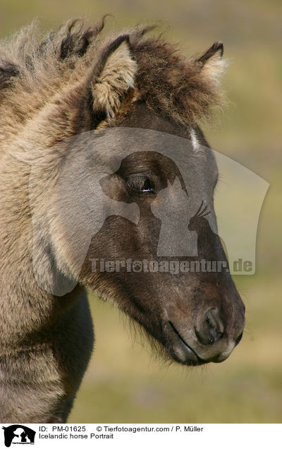 Islnder Portrait / Icelandic horse Portrait / PM-01625