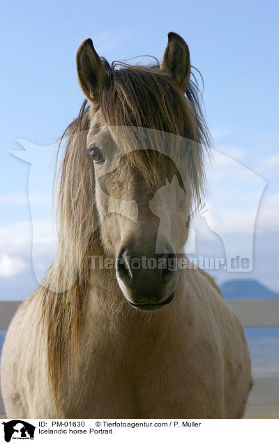 Islnder Portrait / Icelandic horse Portrait / PM-01630