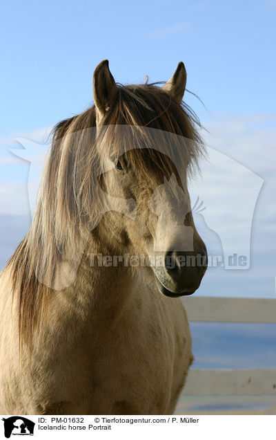 Islnder Portrait / Icelandic horse Portrait / PM-01632