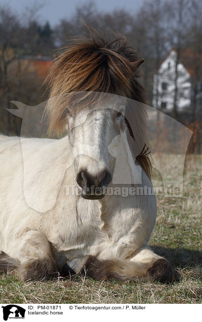 Islnder / Icelandic horse / PM-01871