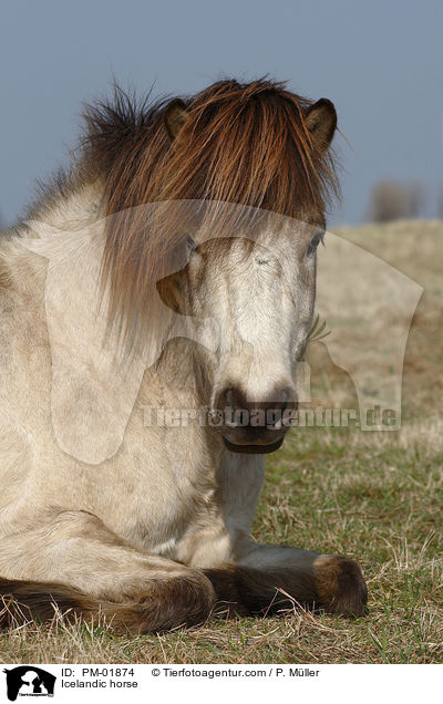 Islnder / Icelandic horse / PM-01874