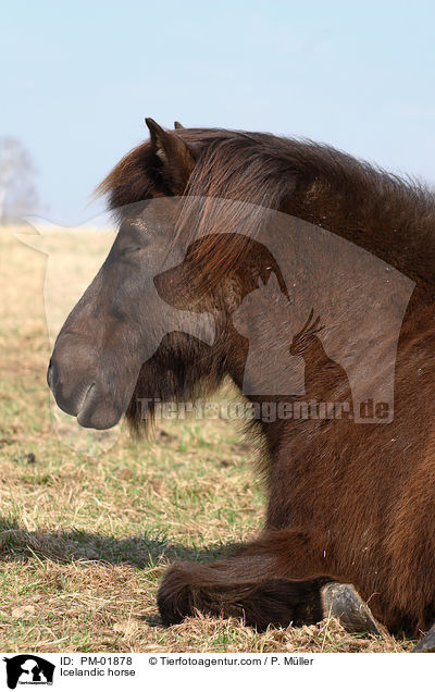 Islnder / Icelandic horse / PM-01878