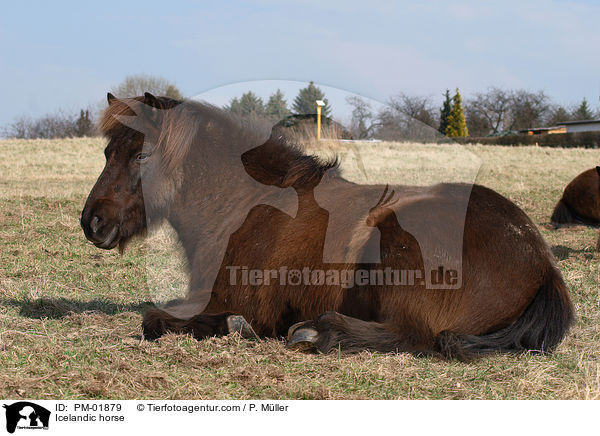 Islnder / Icelandic horse / PM-01879