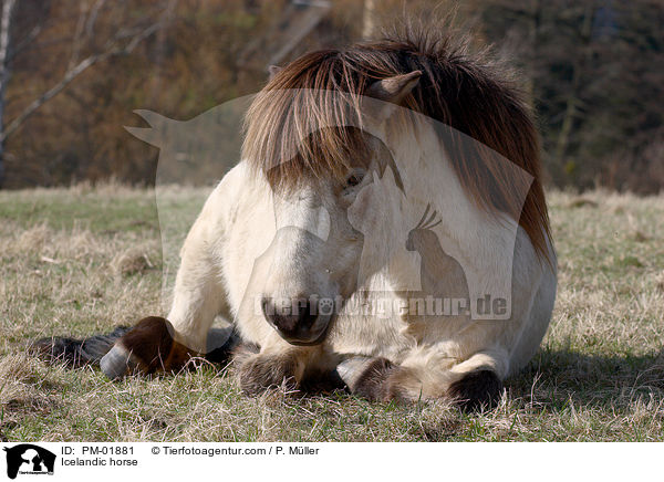 Islnder / Icelandic horse / PM-01881