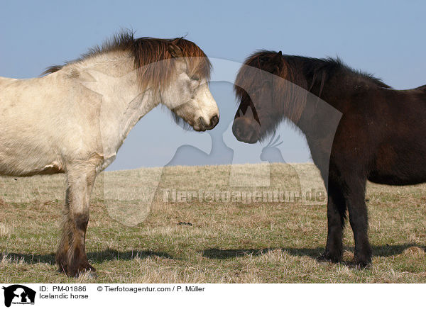 Islnder / Icelandic horse / PM-01886