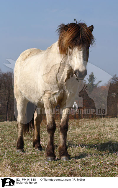 Islnder / Icelandic horse / PM-01888