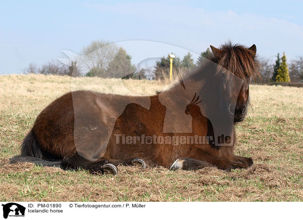 Islnder / Icelandic horse / PM-01890