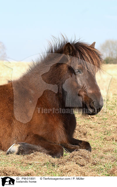 Islnder / Icelandic horse / PM-01891